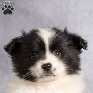 Sassy, Pomapoo Puppy